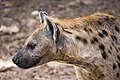 Image 1A Spotted Hyena (Crocuta crocuta) in the Abuko Nature Reserve in The Gambia