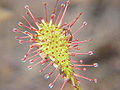 Drosera intermedia