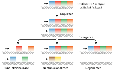 Možné osudy paralogních genových kopií: subfunkcionalizace, neofunkcionalizace, degenerace