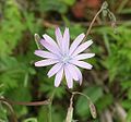 Lactuca perennis