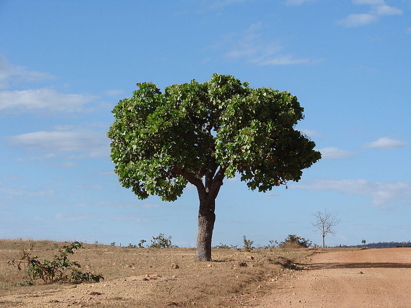 File:Lixeira do cerrado de Mato Grosso.JPG