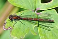 Pyrrhosoma nymphula