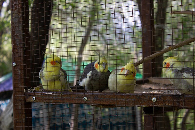 File:Parrots in a cage.jpg