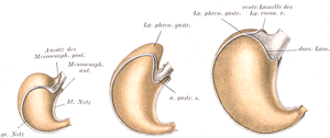 Three anatomical drawings of a stomach at different sizes, in color, with different parts highlighted