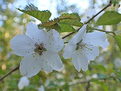 De fujikers (Prunus incisa) vernoemd naar zijn leefgebied, rondom de Fuji en Hakone.