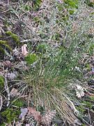 Festuca ovina Type species