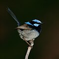 Blue wren, male