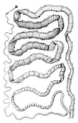 Tegu wa nguruwe (Taenia solium)