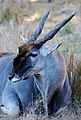 Elenantilope in der Disney's Animal Kingdom Lodge 2010 (Teleobjektiv auf D40x)