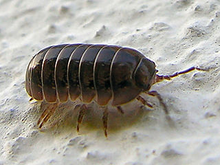 Armadillidium