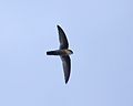 Uniform swiftlet