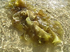 3. Sea weed at Karimunjawa.jpg