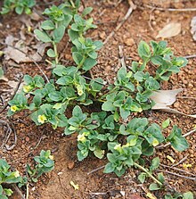 Mecardonia procumbens habit.jpg