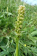 Orchis grenouille