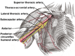 Axillary artery branches