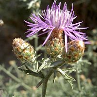 Centaurea paniculata (Tipska vrsta roda)