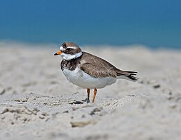 Parti lile (Charadrius hiaticula)