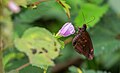 * Nomination: Close wing nectaring of Open wing basking of Psolos fuligo (Mabille, 1876) - Dusky PartwingThis image was uploaded as part of Wiki Loves Butterfly.I,--SVKMBFLY 19:41, 27 October 2024 (UTC) * * Review needed