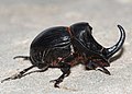 Invertebrado: Copris hispanus