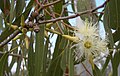 Inflorescence