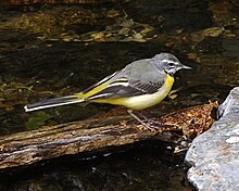 Grey wagtail (Motacilla cinerea robusta).jpg