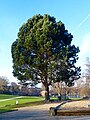 Hiroshima Nagasaki Park mit Blick zum Aachener Weiher