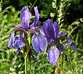 Iris sibirica