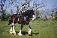 Une jeune fille trotte dans un pré en herbe sur un grand cheval bai foncé.