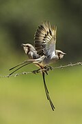 Streamer-tailed Tyrant - Sumidoro - Brazil S4E1450 (12902057464).jpg