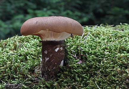 Tapinella atrotomentosa (Velvet Roll-rim)