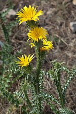 Vorschaubild für Scolymus grandiflorus