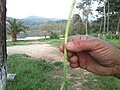 A stalk of silybum marianum, peeled and ready to eat (taste is similar to cucumber).