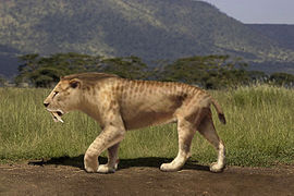 Smilodon populator rec.jpg