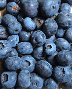 Bleuets de Vaccinium corymbosum