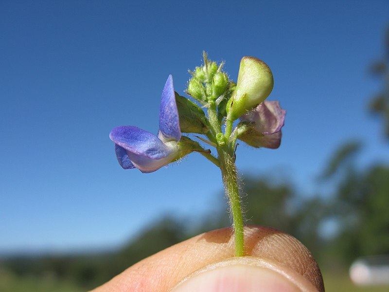 File:Vigna parkeri flower3.jpg