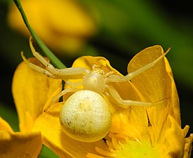 Une femelle sur fond jaune