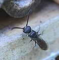 Weibchen vor Insektenhotel