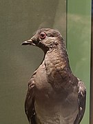 MarthaPassengerPigeon.jpg