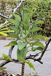 bladeren van de plant