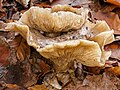 * Nomination Two rained out, grown together Clitocybe nebularis in decay. Focus stack of 17 photos. --Famberhorst 06:31, 1 January 2024 (UTC) * Promotion  Support Good quality. --Plozessor 07:02, 1 January 2024 (UTC)