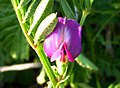 Vicia sativa