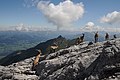 Alpensteinböcke auf der Sulzfluh