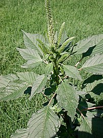 disznóparéjfélék (Amaranthus sp.)