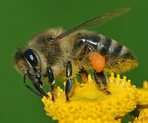 Im (Apis mellifera)