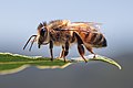 * Nomination European honey bee (Apis mellifera) in Riserva naturale Acquerino Cantagallo, Italy. By Andrefab ph. --Yiyi 11:27, 15 October 2024 (UTC) * Promotion  Support Good quality. --Poco a poco 16:50, 15 October 2024 (UTC)