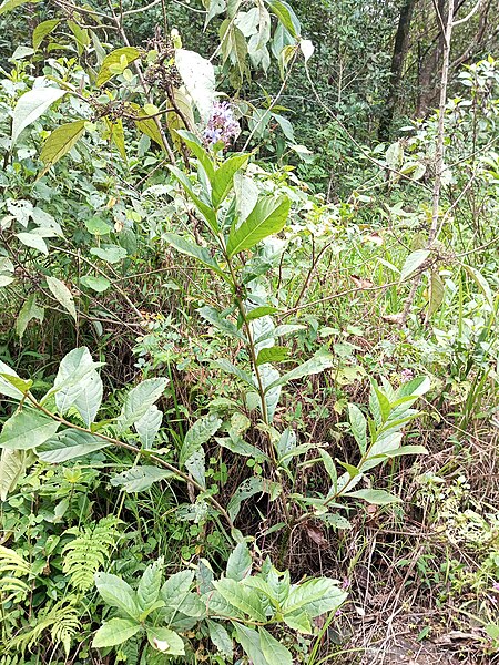 File:Blue Fountain Bush 3.jpg