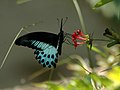 Papilio polymnestor (Blue Mormon)