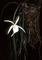 Brassavola tuberculata