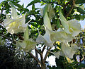 Brugmansia x candida, Berkeley, Kalifornija, SAD