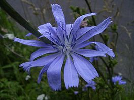 Wylde sûkerei (Cichorium intybus).